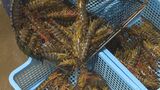 養殖クルマエビのお歳暮用出荷ピークに「生の歯ごたえと火を通した甘み、違いを感じて」丸みのある大型エビを箱詰め|TBS NEWS DIG