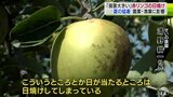 「リンゴ日焼け」日本一の生産地にも猛暑の影響　稲の刈り取り時期も大幅に早まる　青森県|TBS NEWS DIG