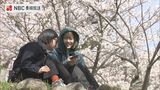 ソメイヨシノ まもなく満開に 長崎市の花見スポット 立山公園 朝から花見客で賑わう | 長崎のニュース | 天気 | NBC長崎放送