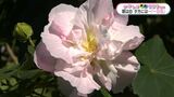 かごしま南北600キロ 淡いピンクの花々…寿命はたった1日「酔芙蓉」が見ごろ 鹿児島・薩摩川内市|TBS NEWS DIG