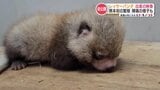 『レッサーパンダの杏香(あこ)』の秘蔵映像が初公開「妊娠~生後9か月」これまでの成長記録 | 熊本のニュース|RKK NEWS|RKK熊本放送