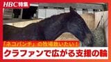 引退競走馬の老朽厩舎を救え!「ネコパンチ」らが暮らす北海道の養老牧場、クラファンで驚きの支援額集まる『ザ・ロイヤルファミリー』舞台の地でもう一つのドラマ | 北海道のニュース|HBC北海道放送