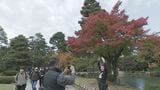 緑から赤に変わるグラデーション 兼六園の紅葉まもなく見ごろ 石川・金沢市 　|　石川県のニュース｜MRO北陸放送
