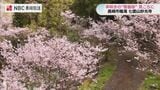 “一足早い桜の名所”長崎・七面山妙光寺で「啓翁桜」が見ごろ　30年で紡がれた100株のタペストリー|TBS NEWS DIG