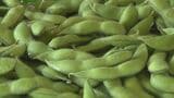 枝豆の産地化へ 濃厚な甘みと豊かな香り 早生品種の「初だるま」が出荷シーズンに | 大分のニュース|OBS NEWS|大分放送