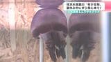 土佐錦魚＆ムラサキクラゲ　“ハマスイ”で珍しい金魚や紫色をしたクラゲを展示　夏休み中にぜひ見に来て！|TBS NEWS DIG