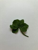 「四つ葉」以上にすごい「八つ葉のクローバー」発見 専門家の見解は…?(山形) | 山形のニュース│TUYテレビユー山形