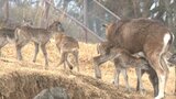ムフロンシープベビーラッシュ サファリに春の訪れ 大分 | 大分のニュース|OBS NEWS|大分放送