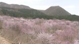 3000本の“幻のサクラ”早くも見頃 愛子さまご誕生記念し植樹 福島・北塩原村|TBS NEWS DIG