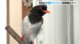 国の絶滅危惧種「ヤイロチョウ」もピンチ?肉食の傾向が強い外来種「サンジャク」本格的な実態調査へ(高知)|TBS NEWS DIG