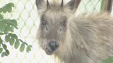 名古屋の「ニホンカモシカ」無事に捕獲 暴れないよう麻酔かけられ東山動植物園で治療・経過観察 名東区 | 名古屋・愛知・岐阜・三重のニュース【CBC news】 | CBC web