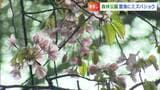 樹齢およそ500年のオオヤマザクラもようやく花・純白のミズバショウの群生　県立森林公園に春の訪れ【岡山・鏡野町】　|　岡山・香川のニュース | 天気 | RSK山陽放送