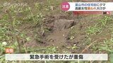 クマ出没相次ぐ富山県内 79歳女性襲われ大けが 県が警報出し注意喚起 | 富山のニュース|天気・防災|チューリップテレビ
