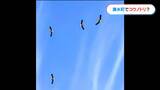 幸せを運ぶあの「コウノトリ」！？　国内に約４００羽　判別ポイントは？　|　鹿児島のニュース｜MBC NEWS｜南日本放送