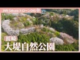 個人がつくった自然公園　様々な山桜が咲き誇る【JNN sakuraドローンDIG 2026】|TBS NEWS DIG