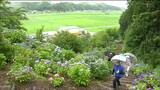 「ここ数日雨が降ってやっと生き返った」里山を包む約5000株のアジサイようやく咲きそろう 宮城・大郷町|TBS NEWS DIG