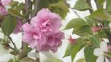 「心を込めて育てた」春の田主丸植木まつり始まる 山口市|TBS NEWS DIG