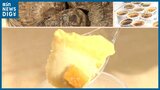 サトイモが『クリームブリュレに』!? | 新潟のニュース・天気|BSN NEWS|BSN新潟放送