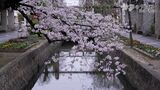 シリーズ「桜の名所」　約170本のソメイヨシノが満開の旭川　市内を流れる枝川の桜もちょうど見頃に【岡山】　|　岡山・香川のニュース | 天気 | RSK山陽放送