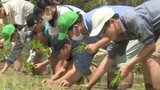 「こけそうになった」米どころで高校生と小学生が田植え 愛媛・宇和島市 | 愛媛のニュース - Nスタえひめ|あいテレビは6チャンネル