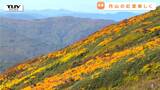 美しい紅葉 青空の下に広がる色鮮やかグラデーション 月山の紅葉を大パノラマで( 山形・西川町)|TBS NEWS DIG