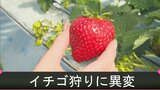 春の味覚「イチゴ」に異変　相次ぐ寒波で生育遅れ…「イチゴ狩り」開始２か月遅れる　|　BSSニュース | BSS山陰放送