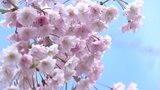 サクラの名所・米内浄水場のシダレザクラ満開 いま見ごろ 盛岡市|TBS NEWS DIG