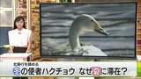 冬の使者ハクチョウが夏に滞在 暑さに耐えられる?観察の際は「そっと遠くから見守って!」|TBS NEWS DIG