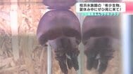 土佐錦魚＆ムラサキクラゲ　“ハマスイ”で珍しい金魚や紫色をしたクラゲを展示　夏休み中にぜひ見に来て！　|　高知のニュース・天気｜KUTV NEWS | KUTVテレビ高知
