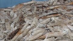 【速報】スルメイカ漁に初の停止命令 漁獲枠上限超えで 水産庁| TBS CROSS DIG with Bloomberg