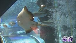 その魚、触ったらダメ！夏の富山湾に潜む「カワイイ」顔した危険なヤツら　|TBS NEWS DIG