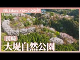 個人がつくった自然公園 様々な山桜が咲き誇る【JNN sakuraドローンDIG 2026】|TBS NEWS DIG