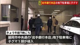 岩手銀行本店の地下駐車場に子グマ1頭侵入 駐車場を封鎖し対応を協議 岩手・盛岡市|TBS NEWS DIG