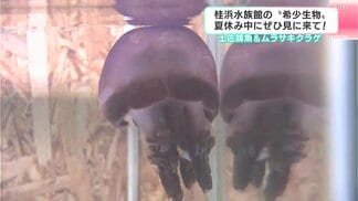 土佐錦魚＆ムラサキクラゲ　“ハマスイ”で珍しい金魚や紫色をしたクラゲを展示　夏休み中にぜひ見に来て！　|　高知のニュース・天気｜KUTV NEWS | KUTVテレビ高知
