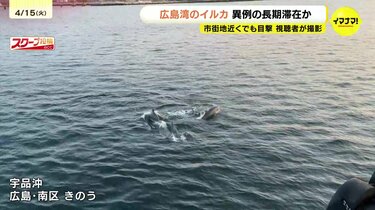 うみいるか カマイルカ｜常設展示｜展示・館内紹介｜海遊館