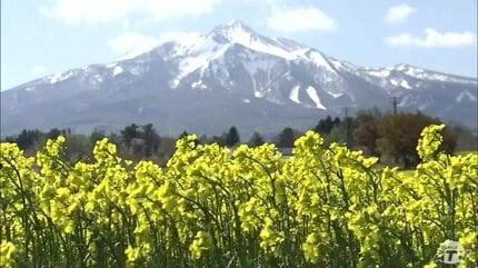 黄色いくまさん　青森岩木山採取　あけび蔓　150cm～ 15kg　2 毎年場所が変わっても…絶景！残雪の岩木山と菜の花絨毯 青森県鰺ヶ沢町
