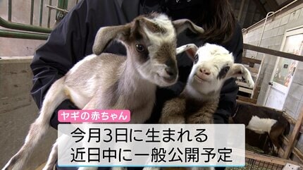 最近生まれた子です」ドイツの森は動物たちのベビーラッシュでにぎやか