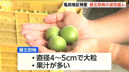 大粒で肉厚 梅干し・梅酒づくりに最適です！ 『藤五郎梅』の選果