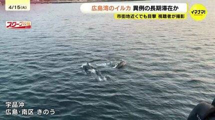 目撃情報多数”広島湾にイルカの群れ エサを追いかけ暖かい海域から