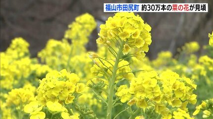 菜の花様 まるで “黄色い絨毯” 約30万本の「菜の花」が35アールの敷地に