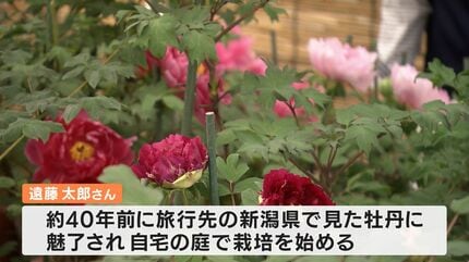 もう10年できたらいいな」80歳の男性が約350種類の牡丹を咲かせた自宅