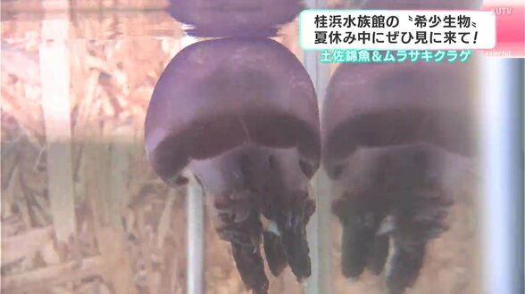 土佐錦魚＆ムラサキクラゲ　“ハマスイ”で珍しい金魚や紫色をしたクラゲを展示　夏休み中にぜひ見に来て！　|　高知のニュース・天気｜KUTV NEWS | KUTVテレビ高知