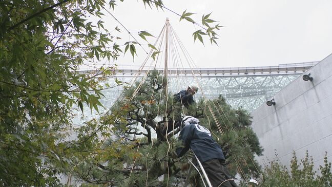 雪の重みから樹木守る「雪吊り」金沢の街路樹で取り付け始まる 12月中旬までに約6万本で作業「見られてラッキー」|TBS NEWS DIG