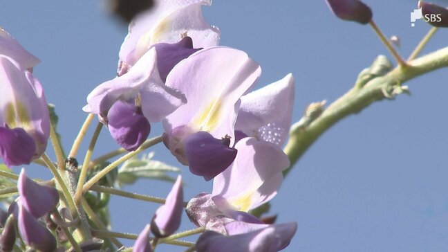全国的にも珍しいフジの開花宣言 2025年より8日早く例年よりやや早い 市が独自に基準設定＝静岡・藤枝市|TBS NEWS DIG