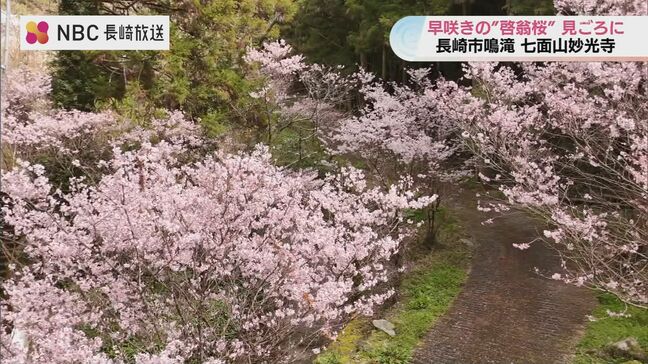 “一足早い桜の名所”長崎・七面山妙光寺で「啓翁桜」が見ごろ　30年で紡がれた100株のタペストリー|TBS NEWS DIG