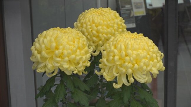凛と咲く菊の花 近くに住む男性が育てた15本 記念館の入り口を彩る 山梨・根津記念館|TBS NEWS DIG