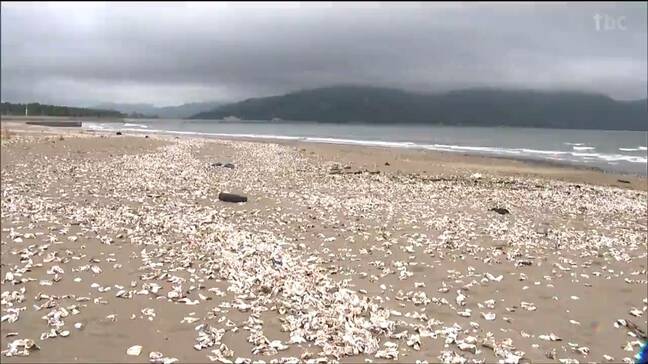 カキ殻の漂着で閉鎖された渡波海水浴場、9月ついに清掃へ 市民と県が初の共同作戦　宮城・石巻市|TBS NEWS DIG