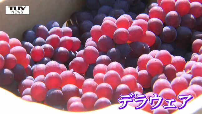 今が旬のぶどう "デラウェア" の出荷が本格化 糖度18度以上の独自基準で首都圏で人気(山形市)|TBS NEWS DIG