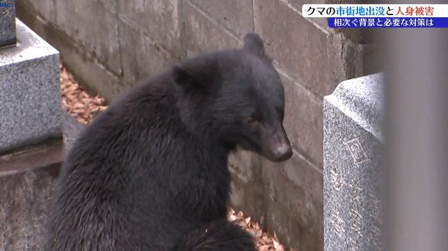 「人なれしている個体が餌を求めて里まで安易に出てきてしまう」　岩手でクマの市街地出没・人身被害なぜ多い？　専門家に聞く　|TBS NEWS DIG