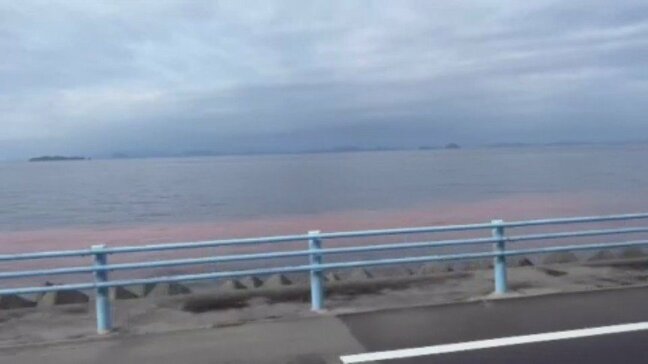 真冬の伊予灘を赤く染める「夜光虫」 初夏に発生が集中する赤潮が異例の12月に確認される 愛媛・伊予市|TBS NEWS DIG